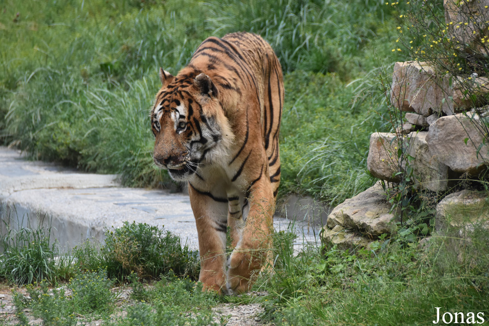 Panthera tigris altaica