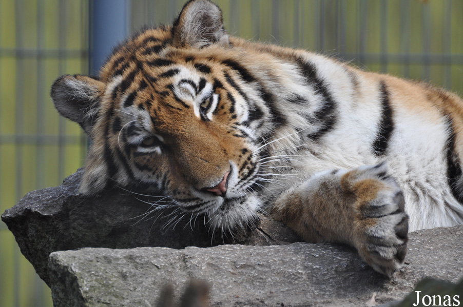 Panthera tigris altaica