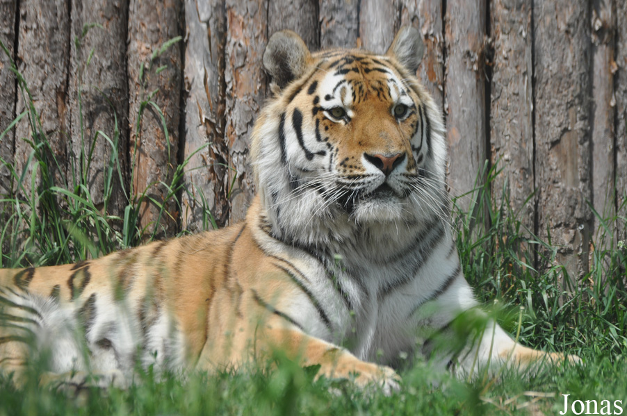Panthera tigris altaica