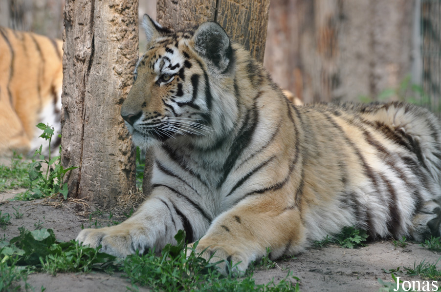 Panthera tigris altaica