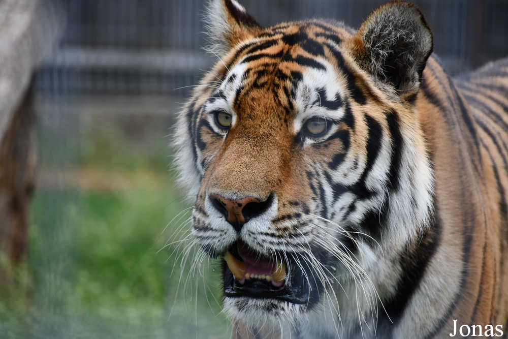 Panthera tigris altaica / Trakėnų ZooParkas / Visualiser dans la Galerie animalière