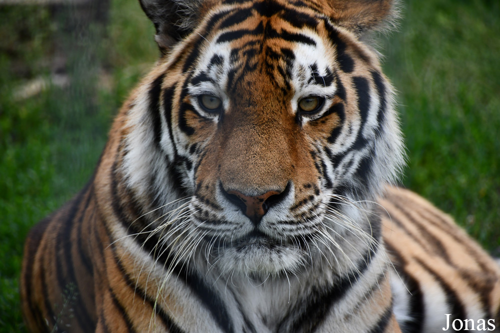 Panthera tigris altaica / Trakėnų ZooParkas / Visualiser dans la Galerie animalière