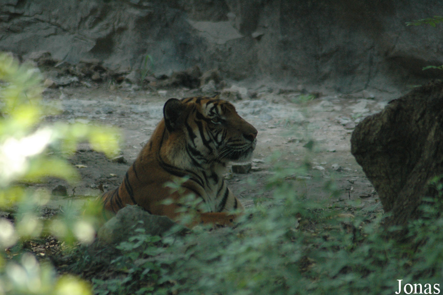 Panthera tigris amoyensis