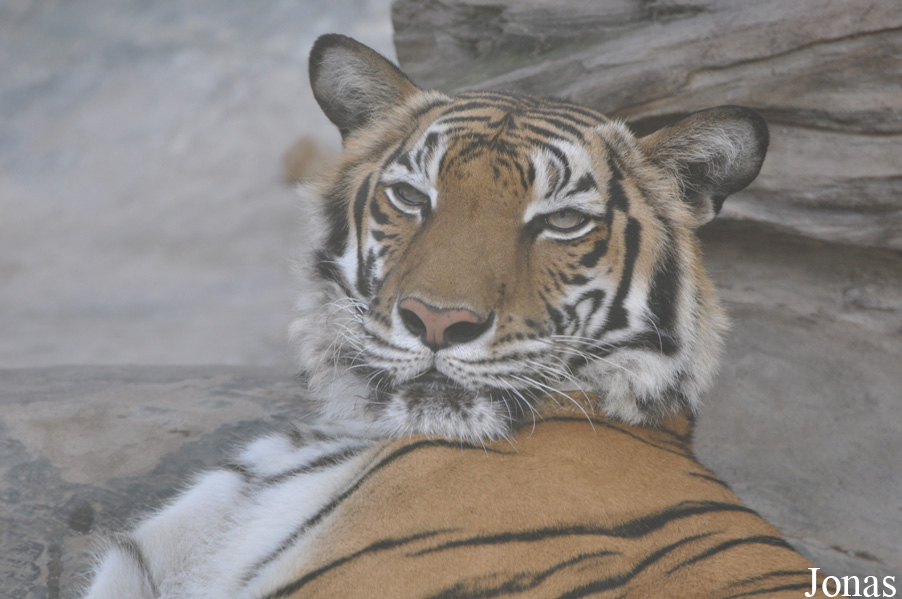 Panthera tigris corbetti