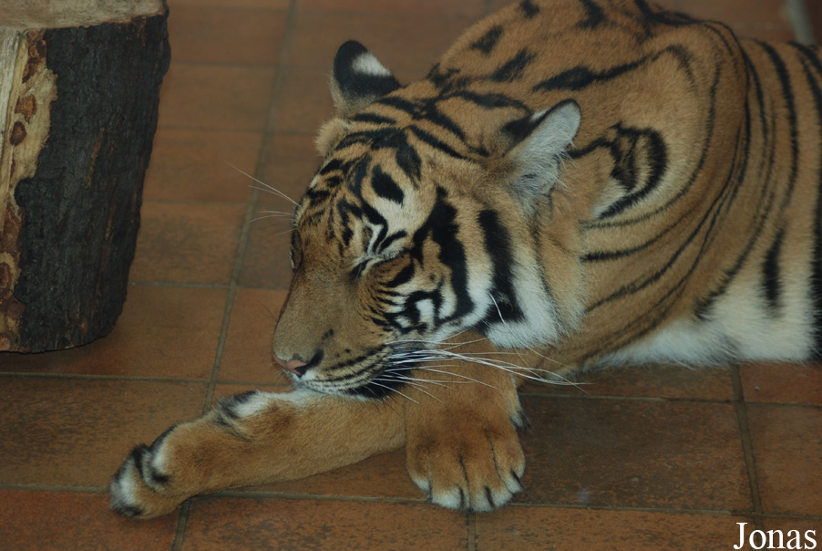 Panthera tigris jacksoni
