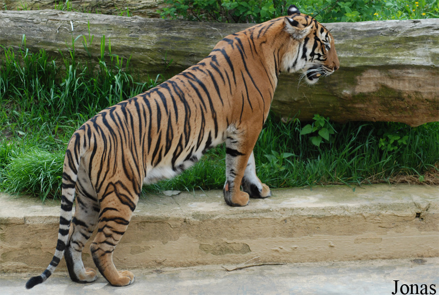 Panthera tigris jacksoni