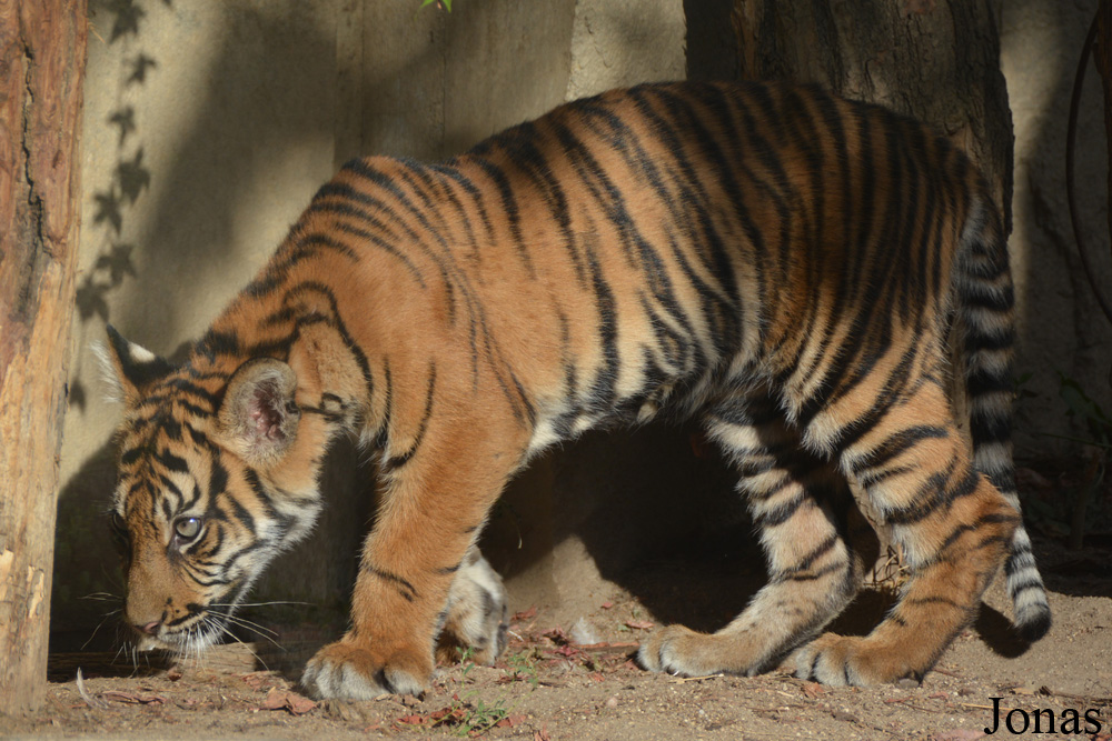 Panthera tigris sumatrae