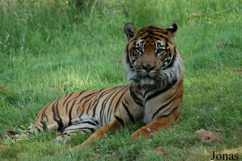 Panthera tigris sumatrae