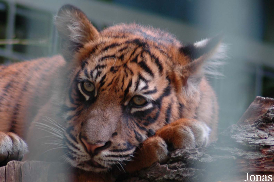 Panthera tigris sumatrae