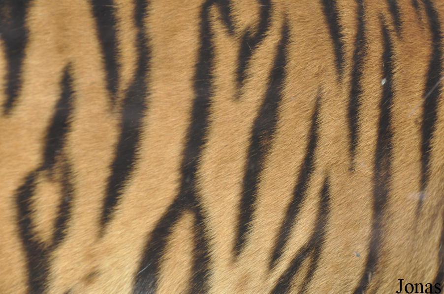 Panthera tigris tigris