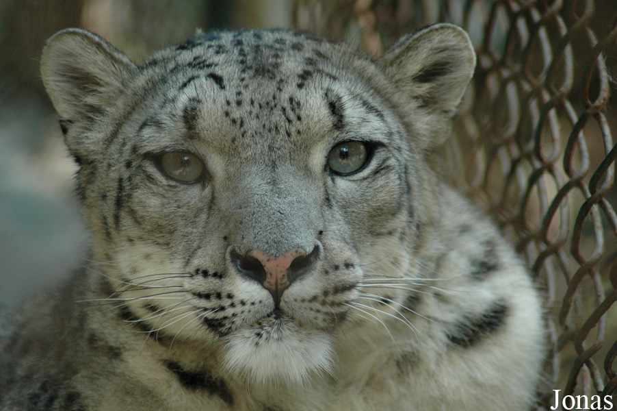 Panthera uncia