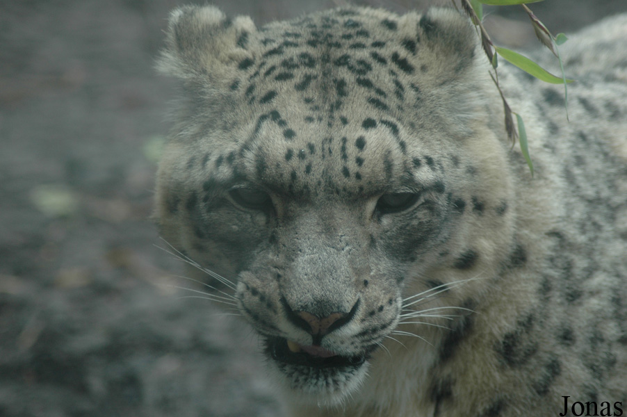 Panthera uncia