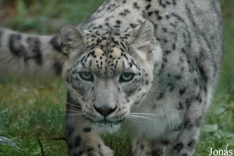 Panthera uncia