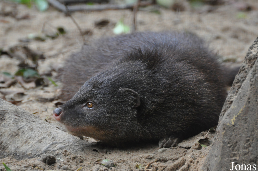 Atilax paludinosus