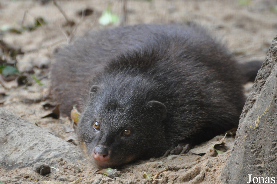 Atilax paludinosus