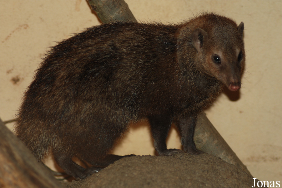 Crossarchus obscurus