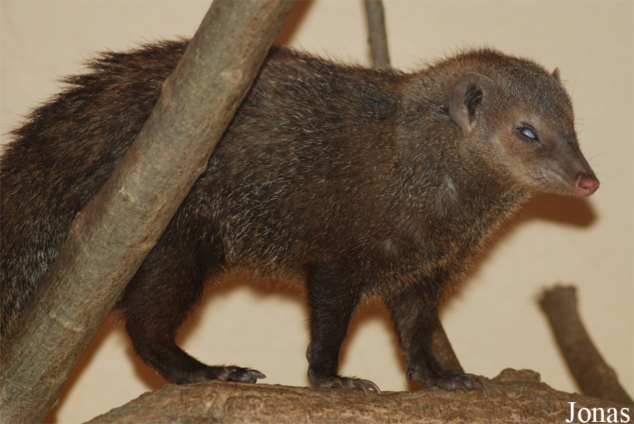 Crossarchus obscurus