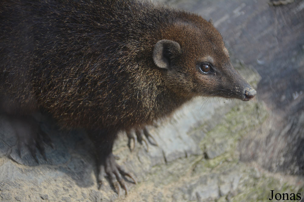 Crossarchus obscurus