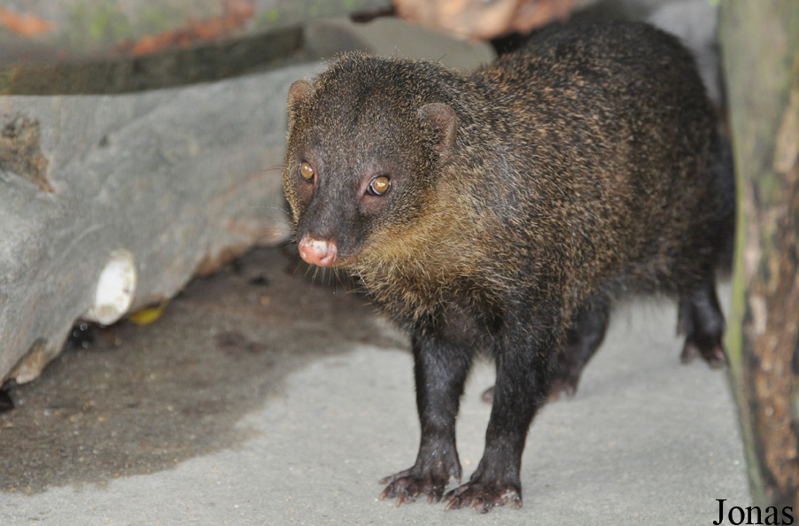 Herpestes brachyurus