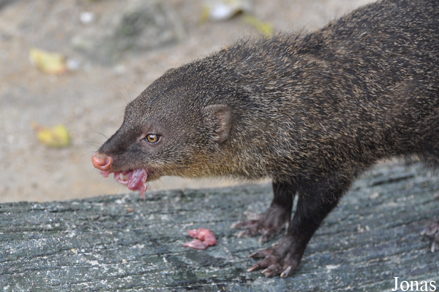 Herpestes brachyurus
