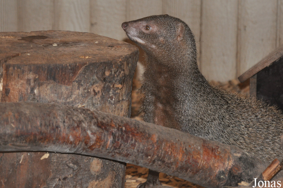 Herpestes edwardsii