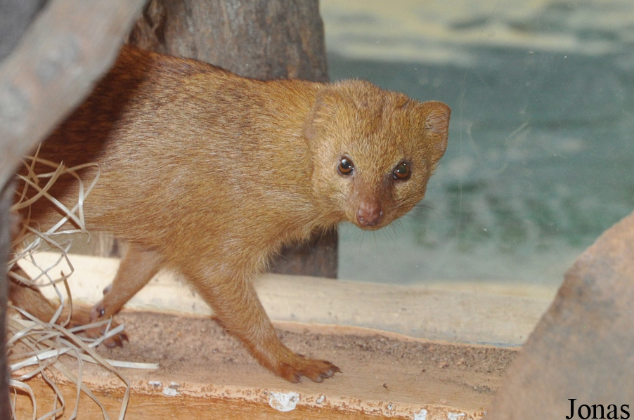 Herpestes sanguineus