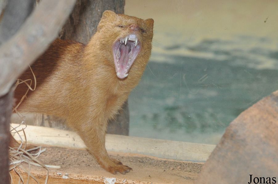 Herpestes sanguineus