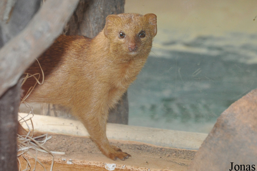 Herpestes sanguineus