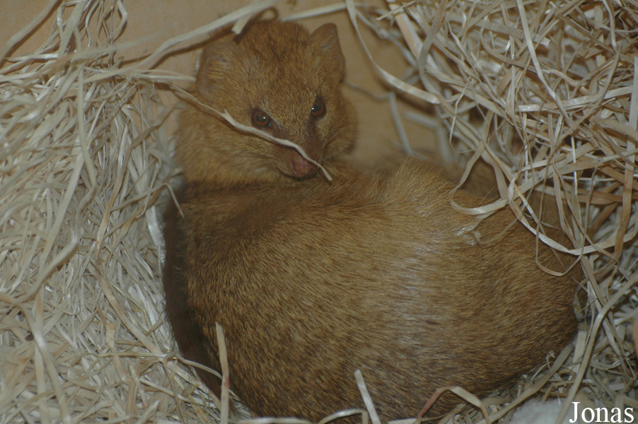 Herpestes sanguineus