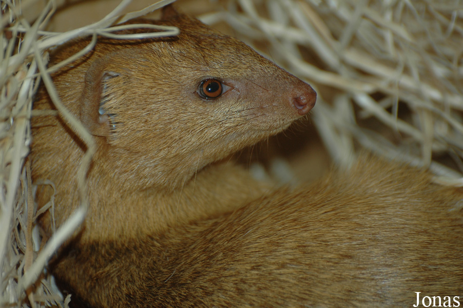 Herpestes sanguineus
