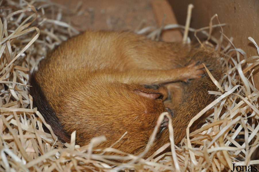 Herpestes sanguineus