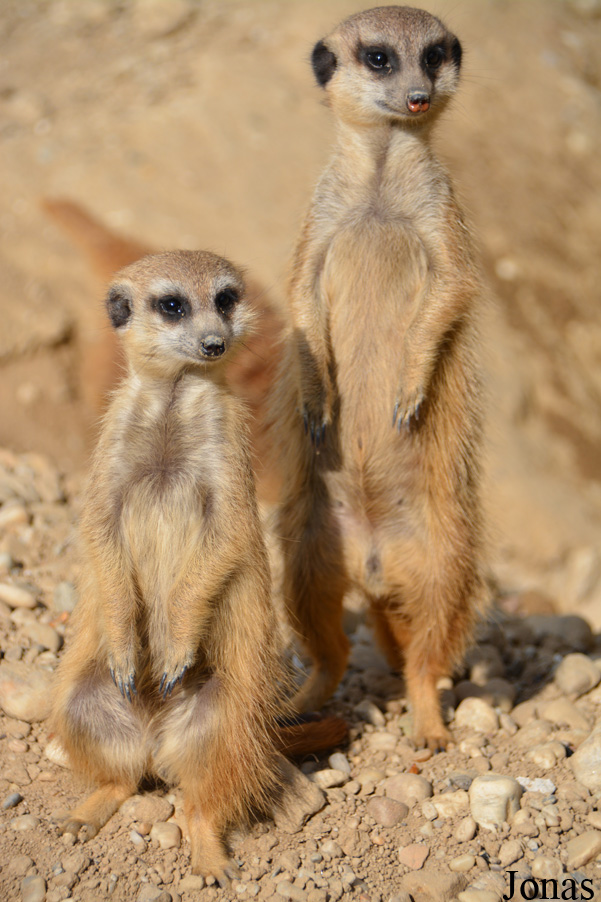 Suricata suricatta