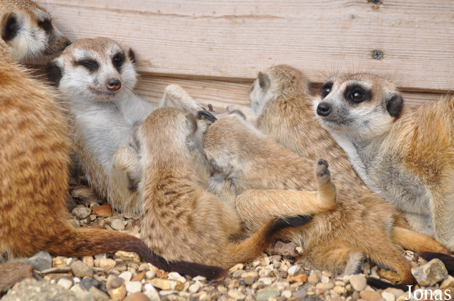Suricata suricatta