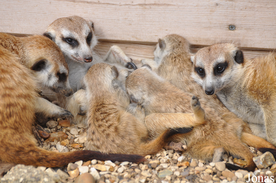 Suricata suricatta