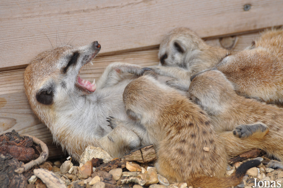 Suricata suricatta