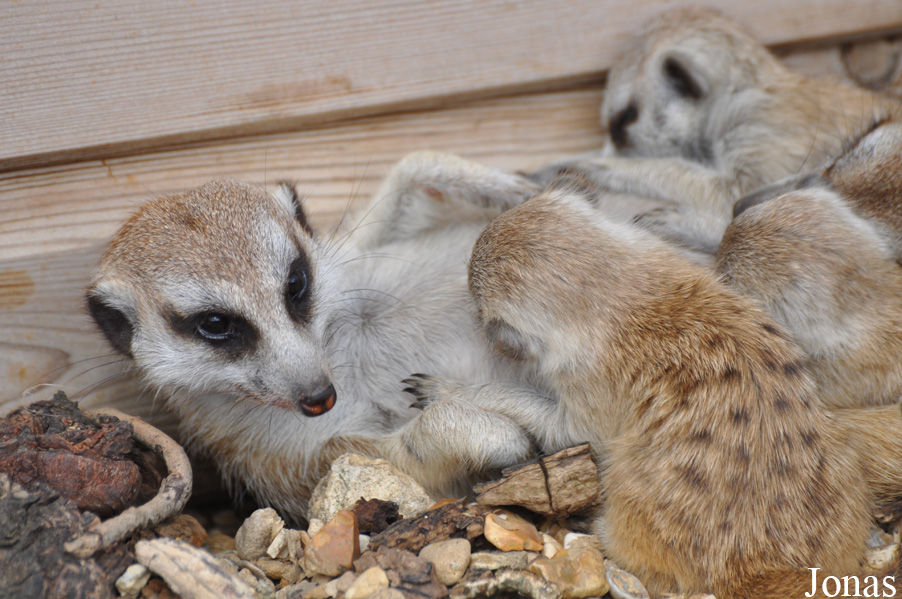 Suricata suricatta