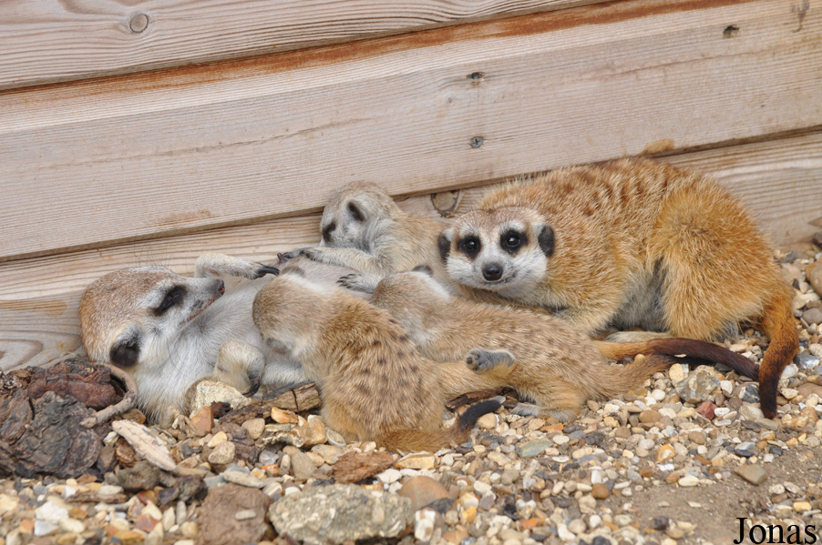 Suricata suricatta