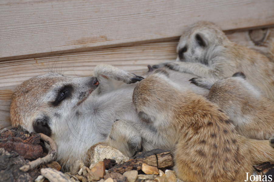 Suricata suricatta