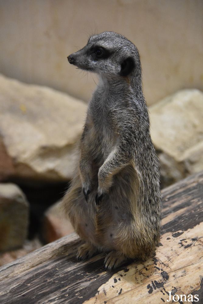 Suricata suricatta