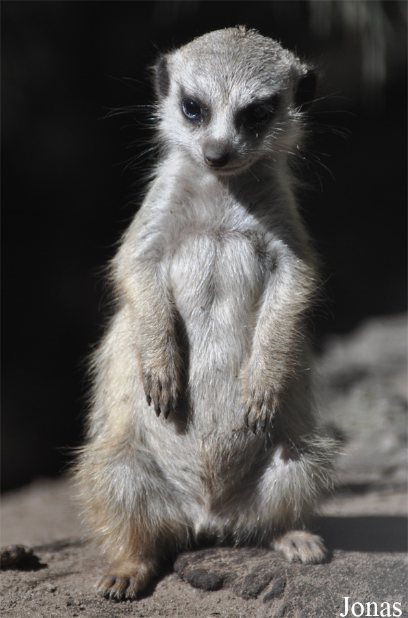Suricata suricatta