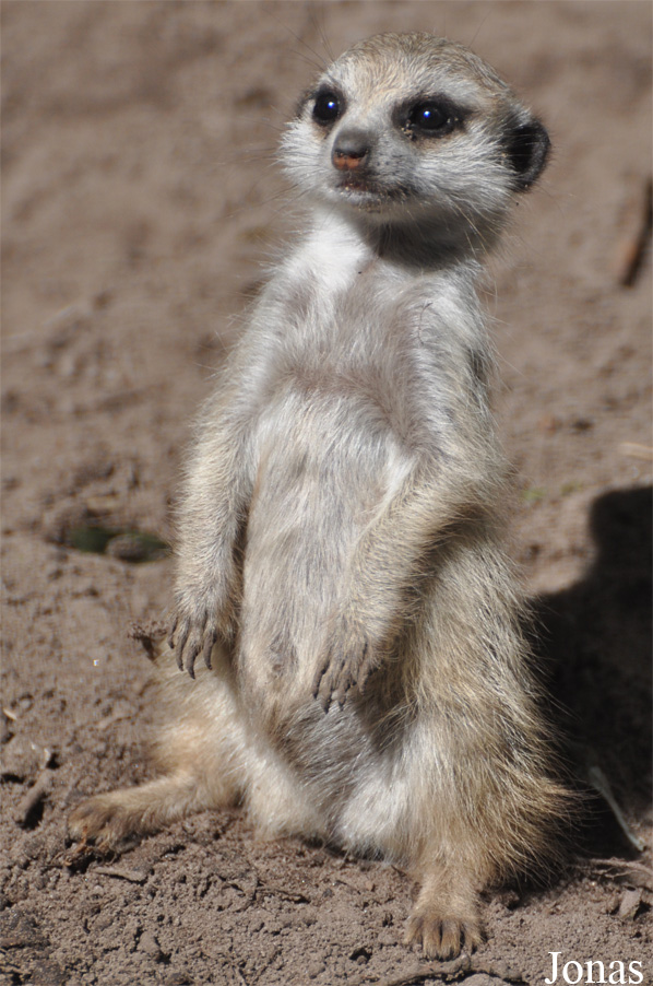 Suricata suricatta