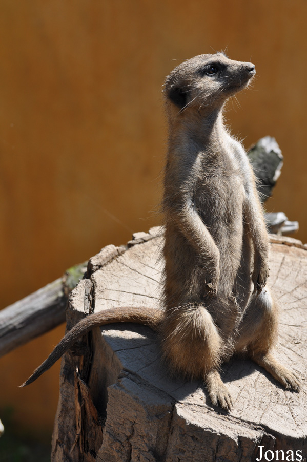 Suricata suricatta