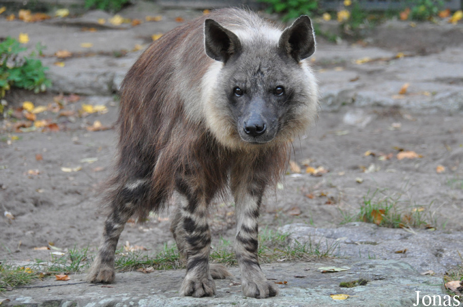 Hyaena brunnea