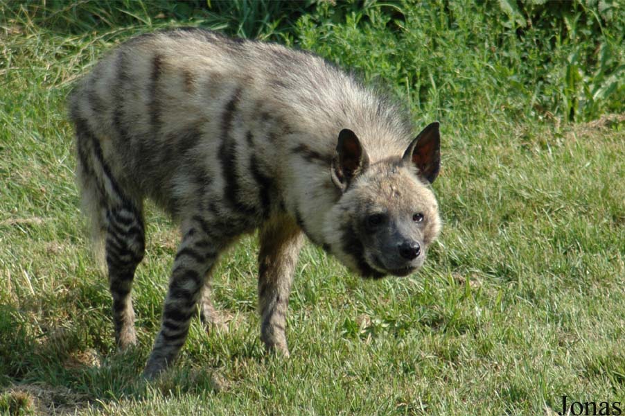 Hyaena hyaena