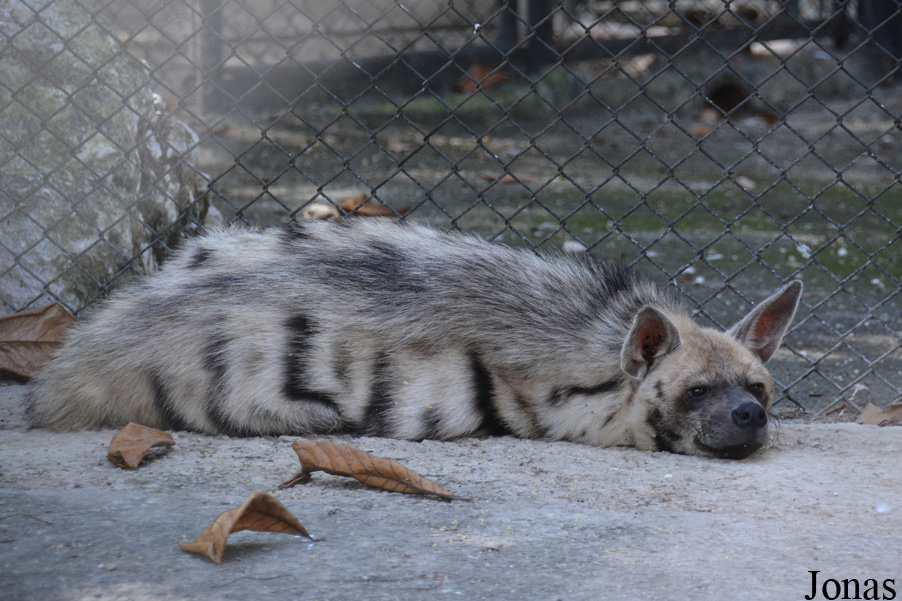 Hyaena hyaena