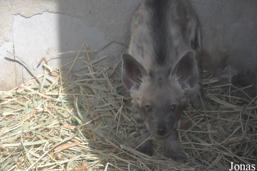 Hyaena hyaena