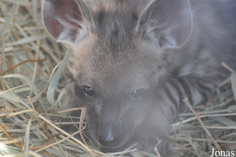 Hyaena hyaena