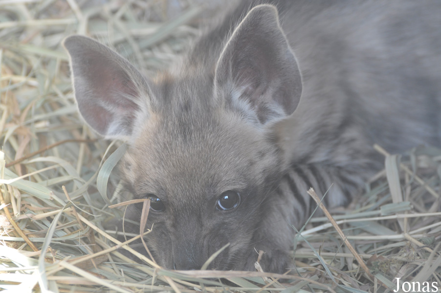 Hyaena hyaena