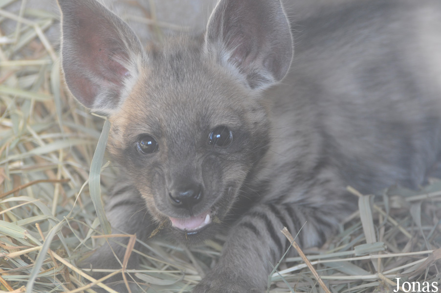 Hyaena hyaena