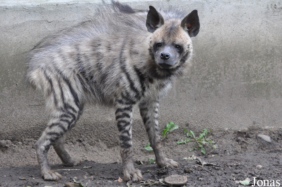 Hyaena hyaena